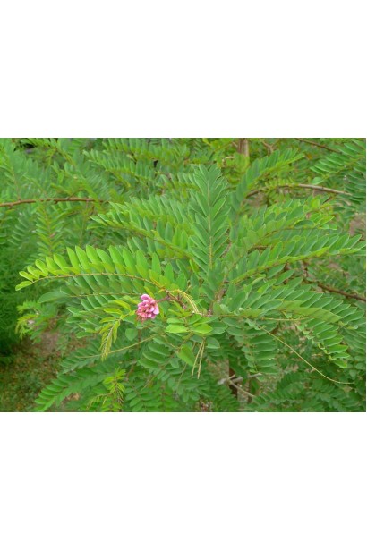 Робінія клейка - яскраво-зелене листя 